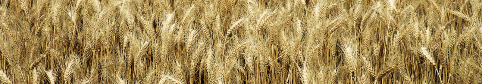 a close up of wheat stalks in a field
