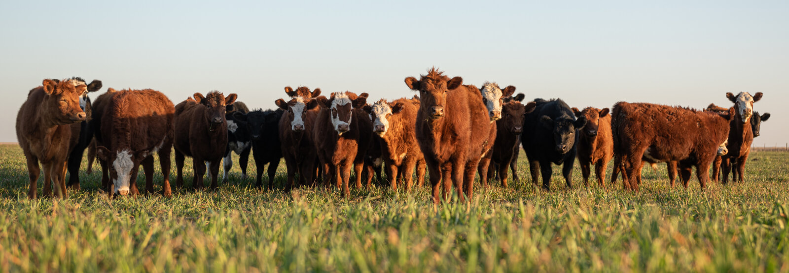 A group of cattle standing in a field